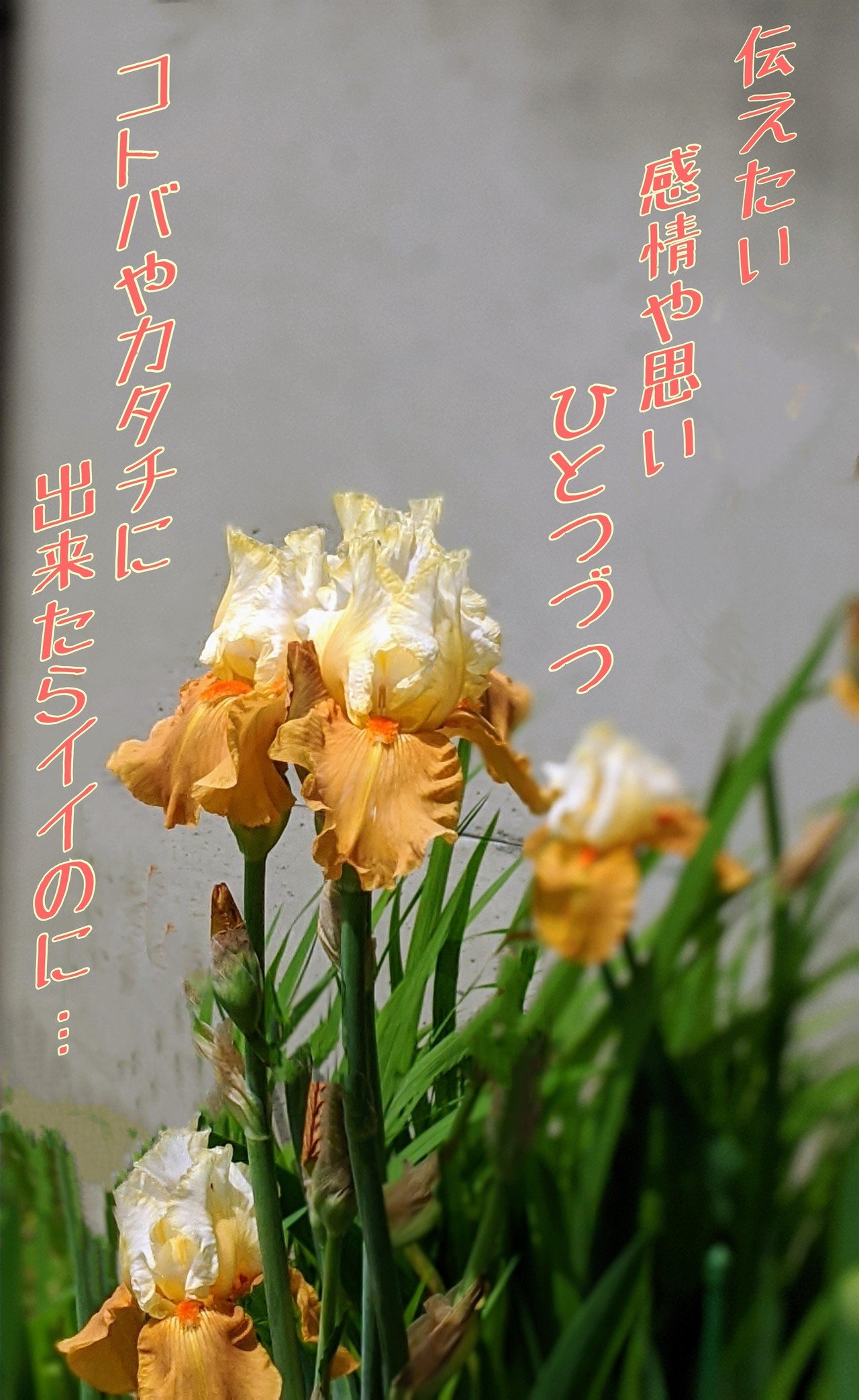 ドイツアヤメの写真に一首 柘榴 Note