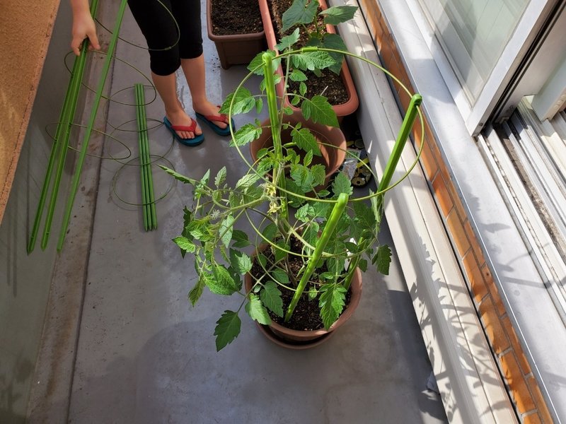 トマトときゅうりに支柱を取り付けたり トマトの脇芽で苗をつくりたいな あめ Note