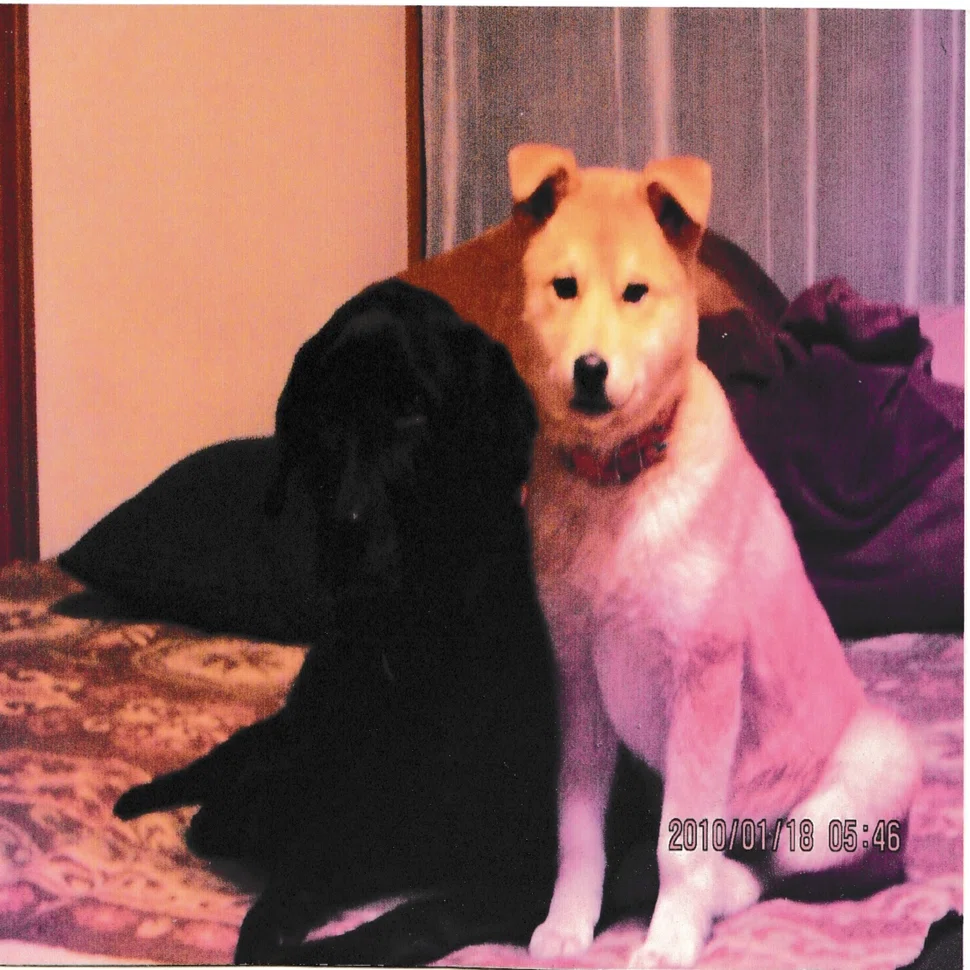亡くなった愛犬の写真を、ChatGPTで“よみがえらせた”話〜古い写真から
