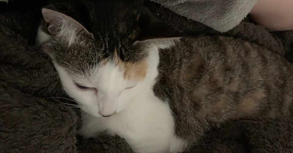 ねこ 癒して Shi Na Note