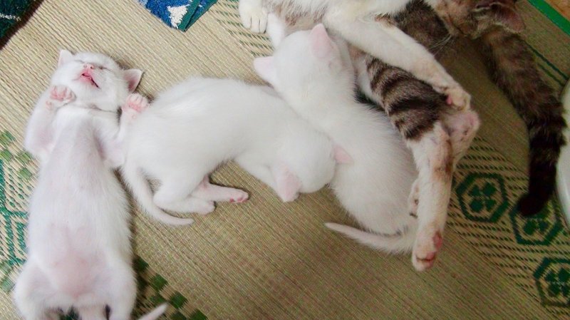ウチの猫を紹介します 1 牧場の猫 牧場で働く田舎好きジジイ Note ウチの猫を紹介します 1 牧場の猫 牧場で働く田舎好きジジイ Note