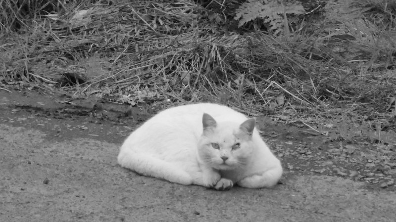 ウチの猫を紹介します 1 牧場の猫 牧場で働くラジオ好き音楽好きジジイ Note ウチの猫を紹介します 1 牧場の猫 牧場で働くラジオ好き音楽好きジジイ Note