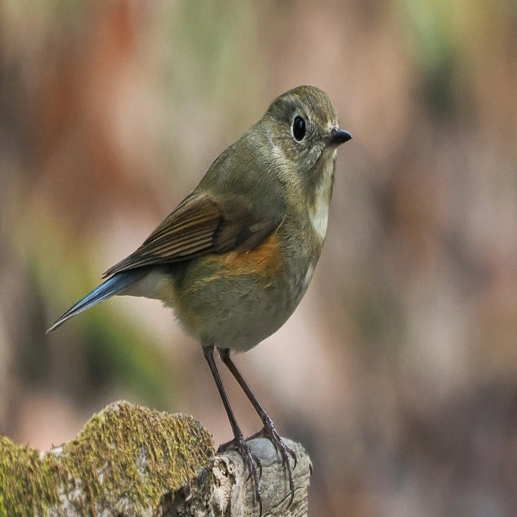 身近な鳥さん】#02｜ルリビタキ若オス｜Birding｜バードウォッチング