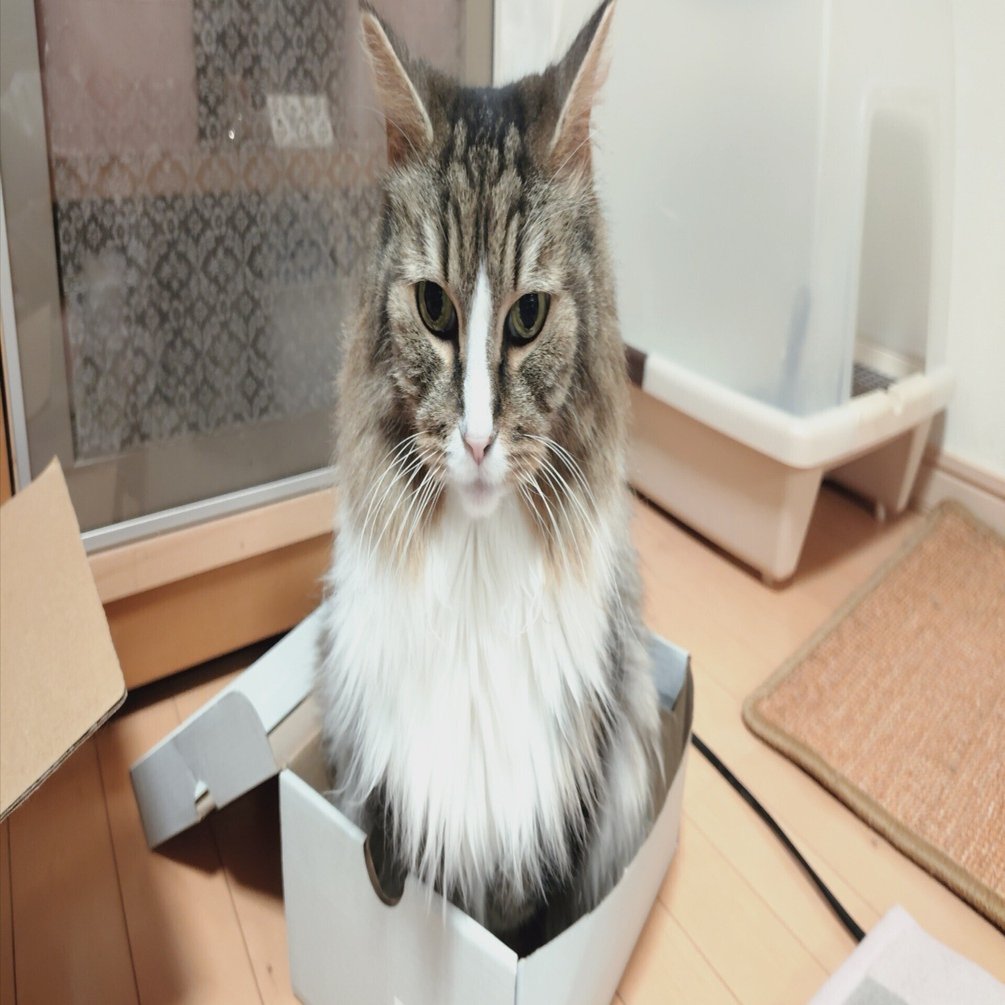 今日のひとしずく 2026/1/31｜もふもふの極み！長毛種の猫と暮らすと