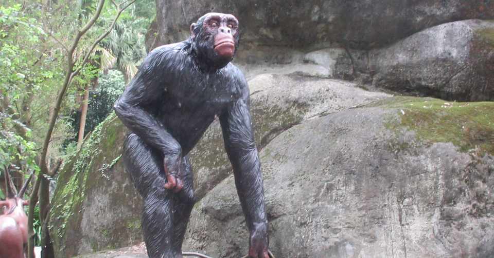 戦後日本チンパンジー列伝 番外編 台湾 台北市立動物園のチンパンジーと 日台の動物園交流について おらんうーたんになりたい Note