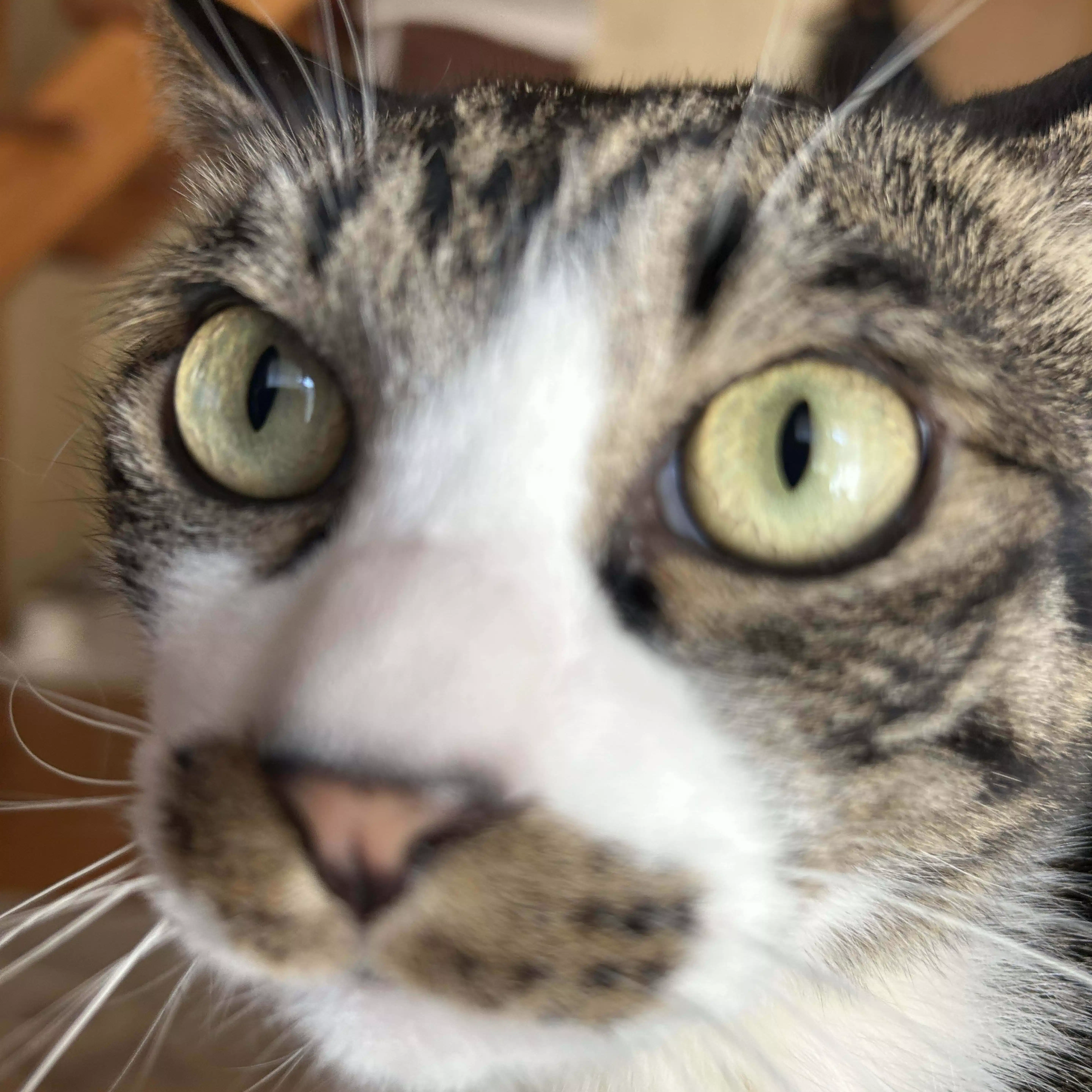 猫 ｜ AI Digital Photo Studio猫