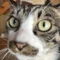 猫 | AI Digital Photo Studio猫