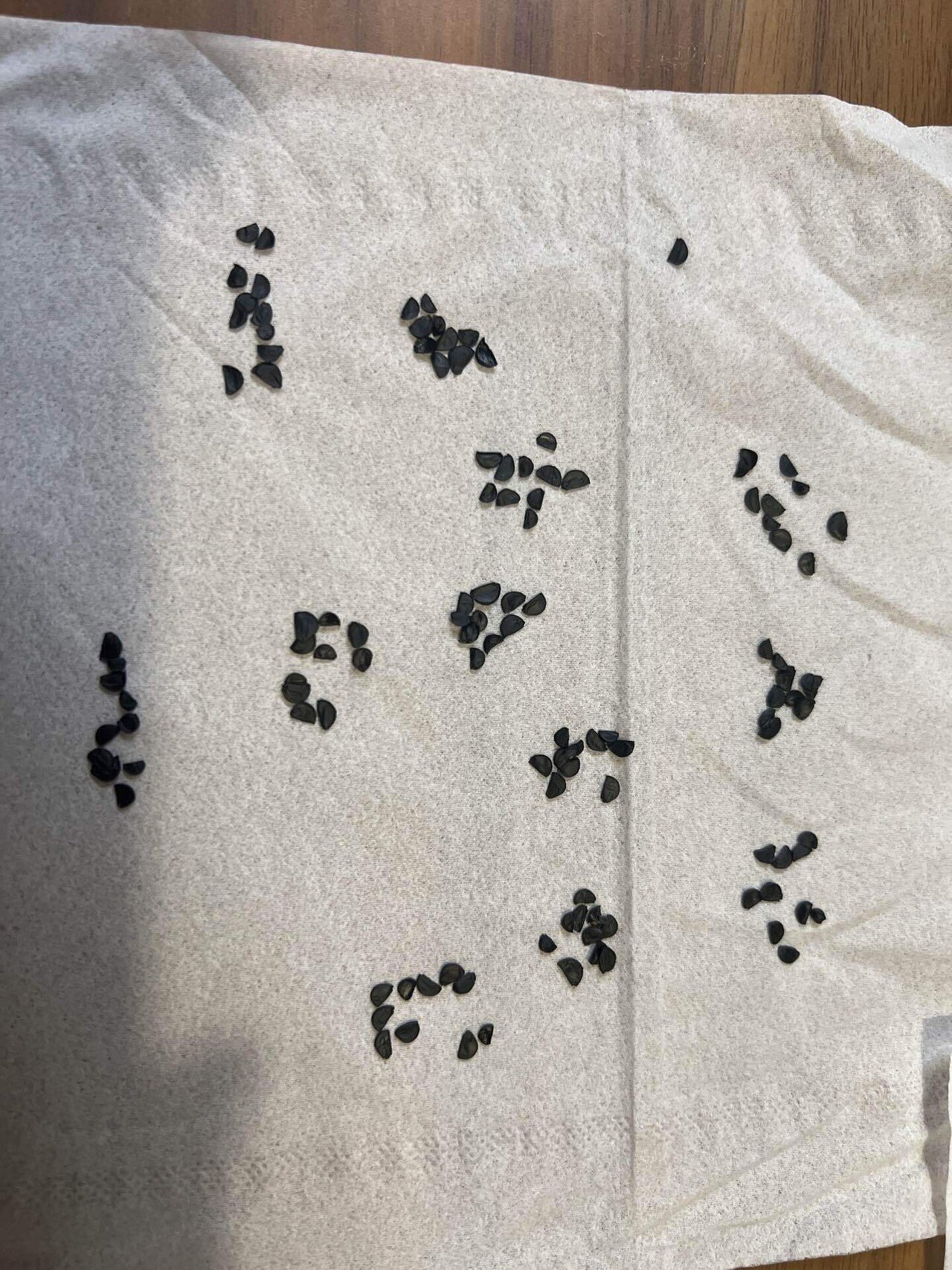 アガベ沼に落ちた話48「実録オテロイ実生～半年の成長記録～」｜mare_agave