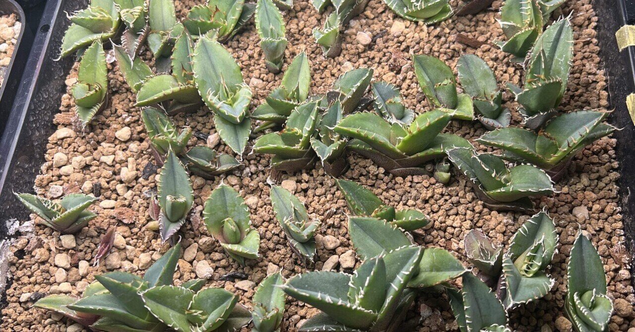 アガベ沼に落ちた話48「実録オテロイ実生～半年の成長記録～」｜mare_agave