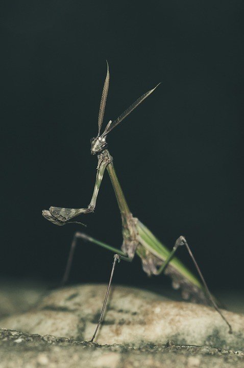 20200505 カマキリ先生 ③