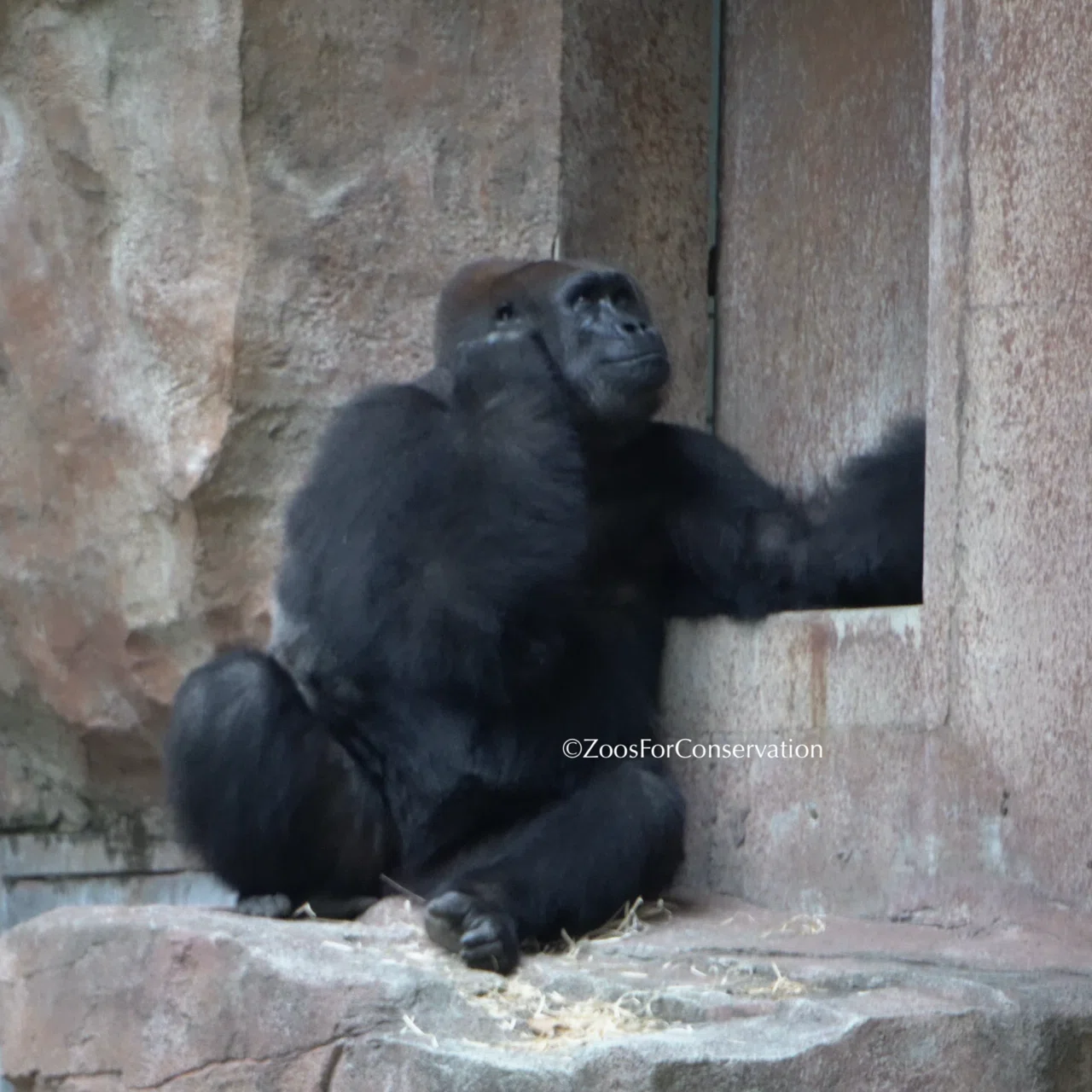 2日目ゴリラ4頭全員見ることが叶う｜Shanghai Zoo 202511d2 Gorillas