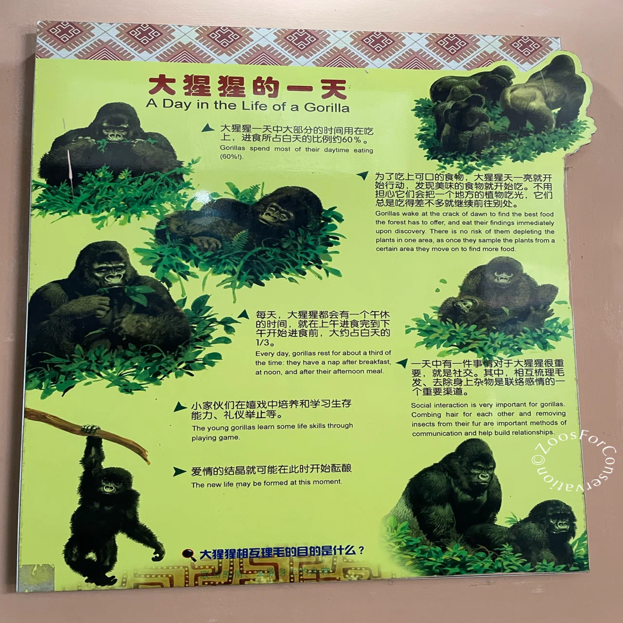 2日目ゴリラ4頭全員見ることが叶う｜Shanghai Zoo 202511d2 Gorillas