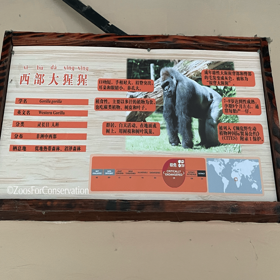 Shanghai Zoo 202511d2 Gorillas｜Zoos For Conservation