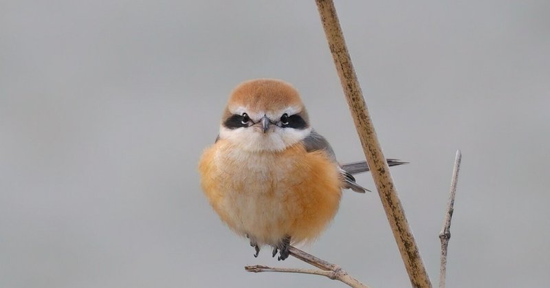 休日の探鳥記 - FUJIFILM｜miz｜note