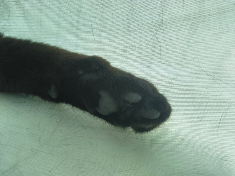 黒猫の可愛いところ10個あげていく Hotaru Note 黒猫の可愛いところ10個あげていく Hotaru Note