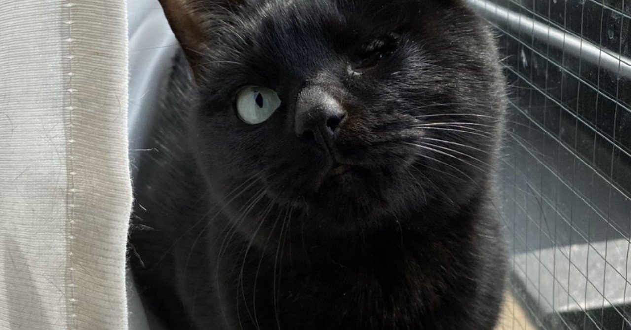 黒猫の可愛いところ10個あげていく Hotaru Note 黒猫の可愛いところ10個あげていく Hotaru Note
