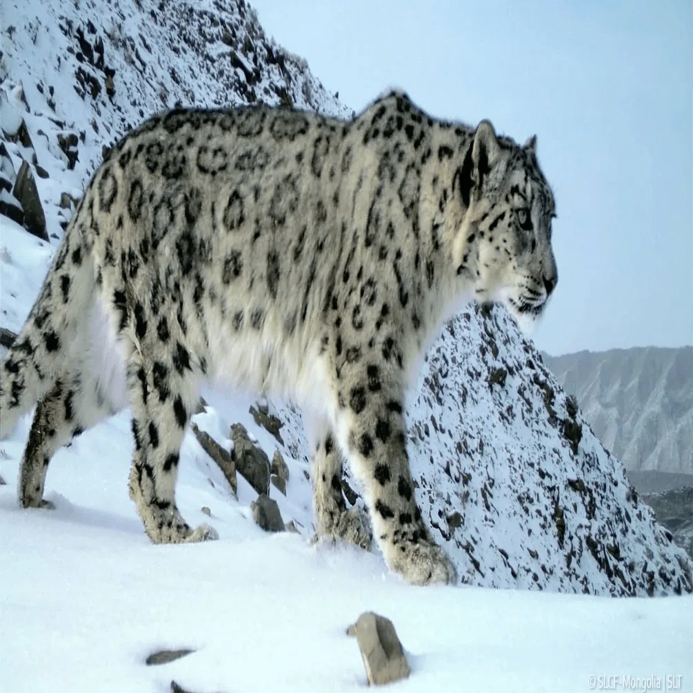 聖なるユキヒョウ The Sacred Snow Leopard｜Toshii Miyabara