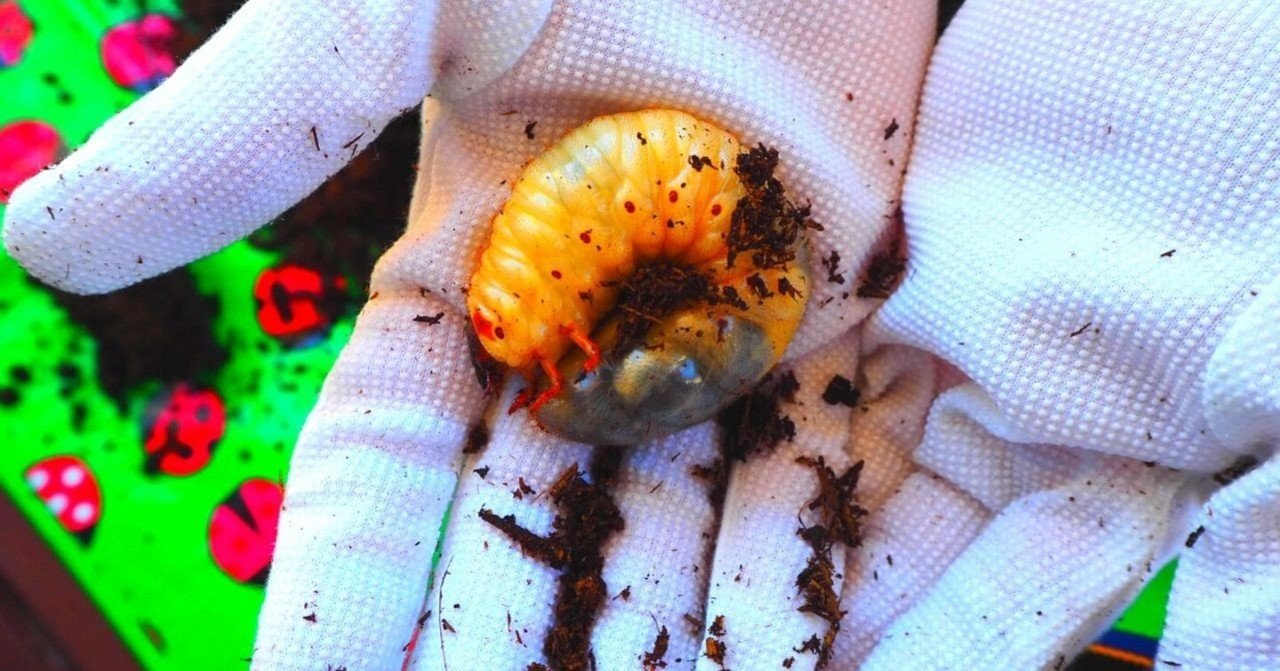 カブトムシ土換えトラブルからの こどもの日のミラクル Tomo Note