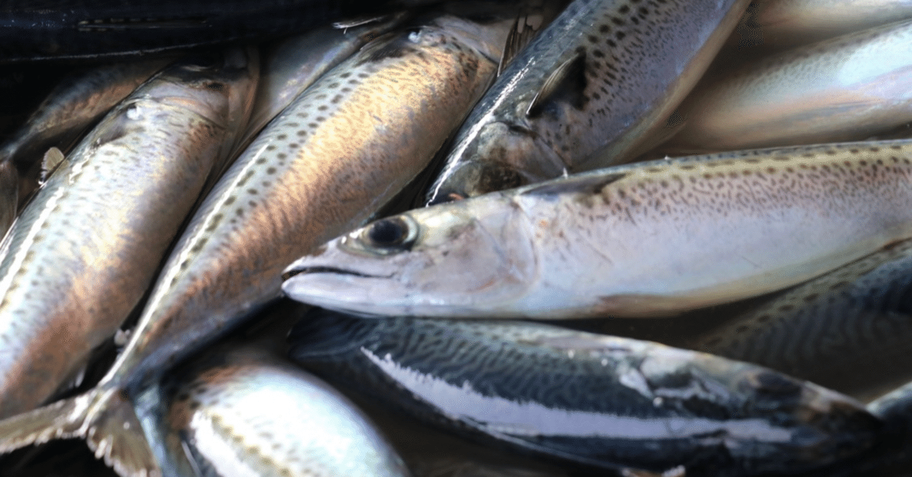 鯖の模様ってなんで 上下で違うの Oliver 台湾留学 インスタやってます Note 鯖の模様ってなんで 上下で違うの Oliver 台湾留学 インスタやってます Note