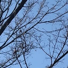 ハリコン】ジェシーおいたんとジョーイが来るとかせめてちょっとでも