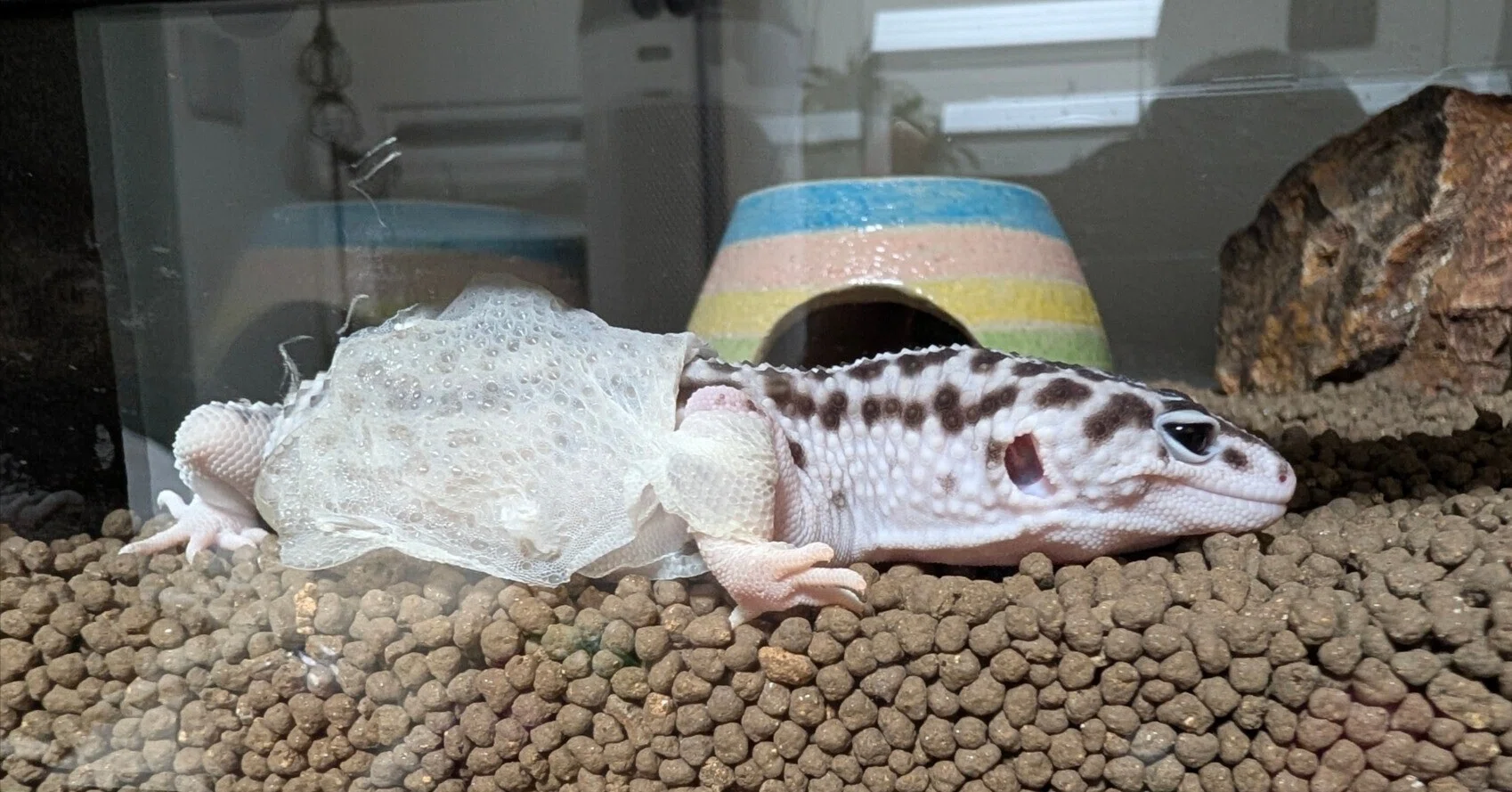 貴重映像】レオパの脱皮は「手伝うな」。命がけの瞬間と、飼い主が