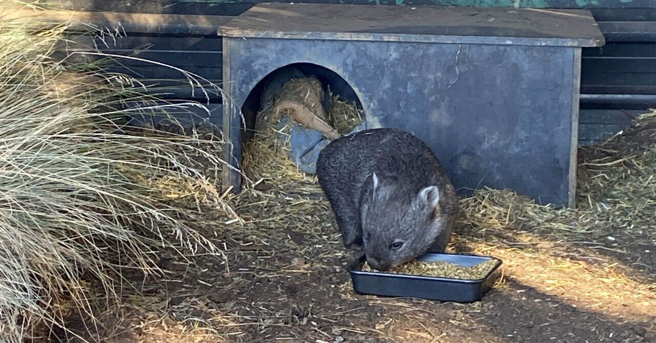 あの子達は居たのか？新入りウォンバットの故郷｜STUDIO-OTOMARU