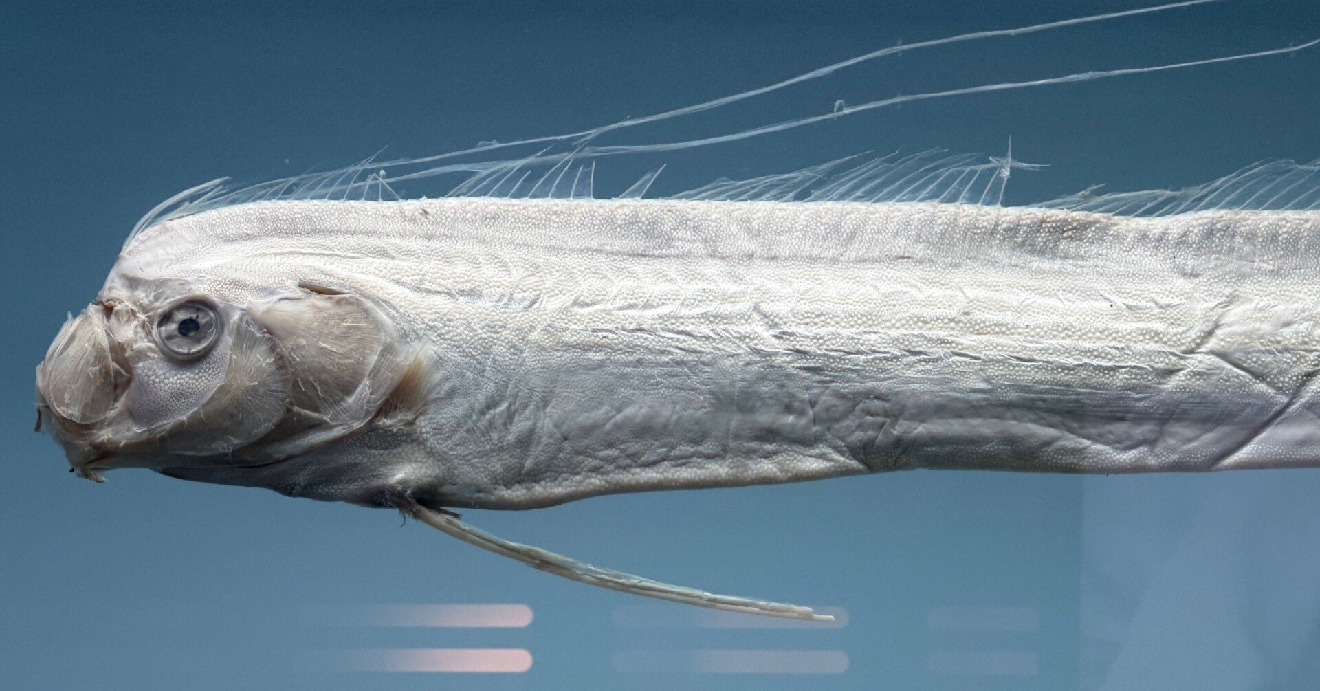 沖縄美ら海水族館】リュウグウノツカイ｜ドーナツ