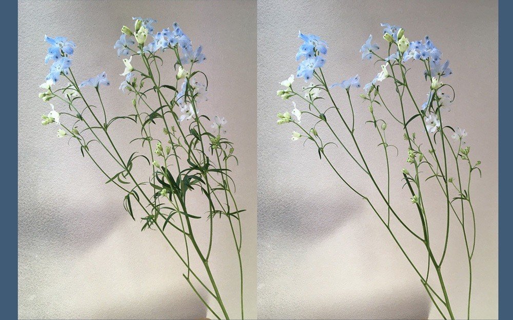 花材特徴まとめ デルフィニウム 花と日々 Yas Note