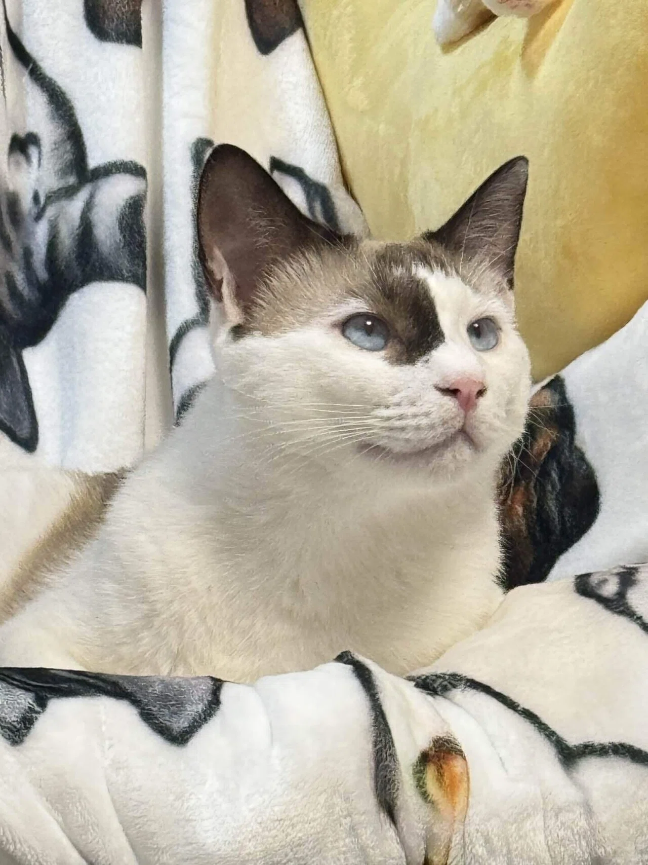 猫が6匹に増えたので、落ちている「ヒゲ」を拾うたびに宝くじを買う