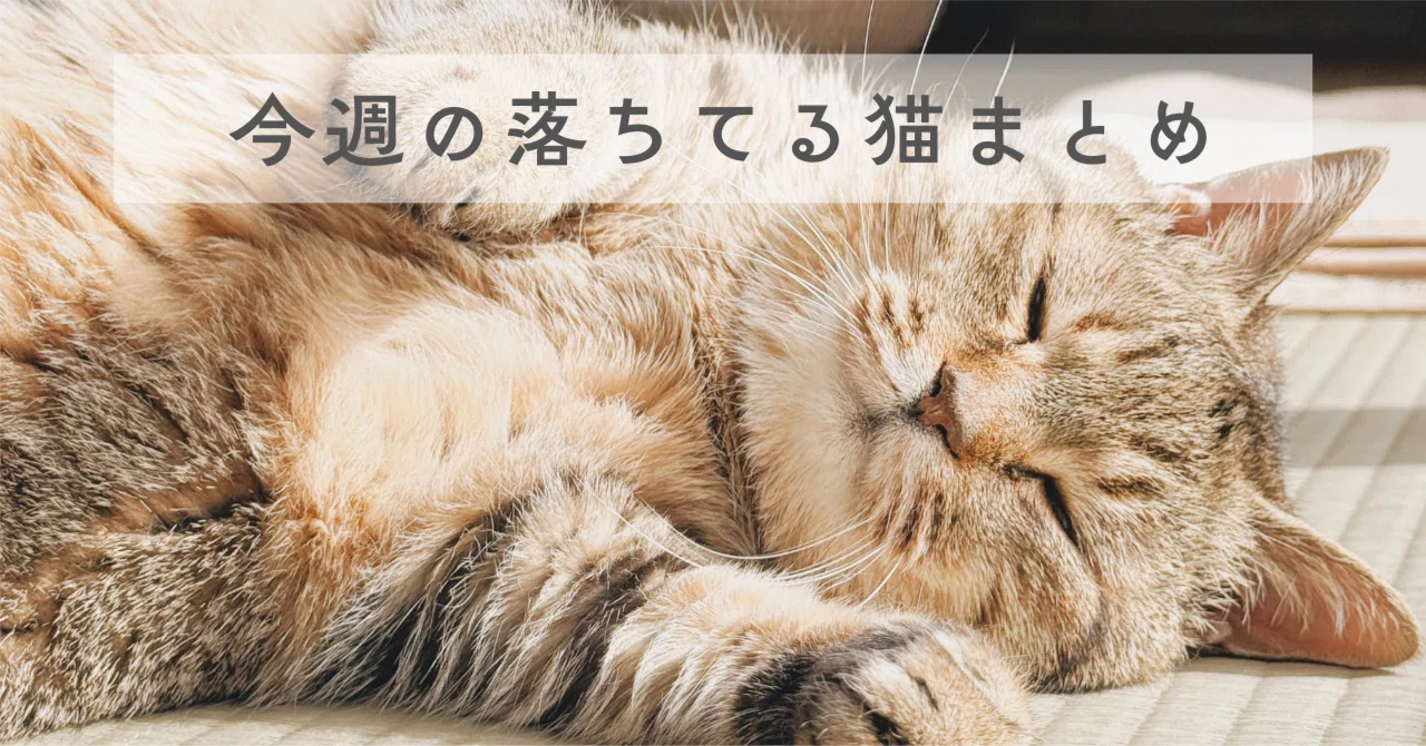 今週の落ちてる猫です｜まるぴ