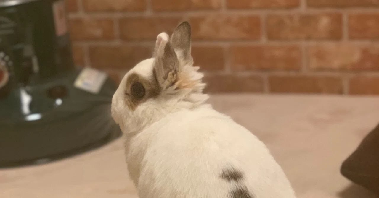 White Rabbit｜ram