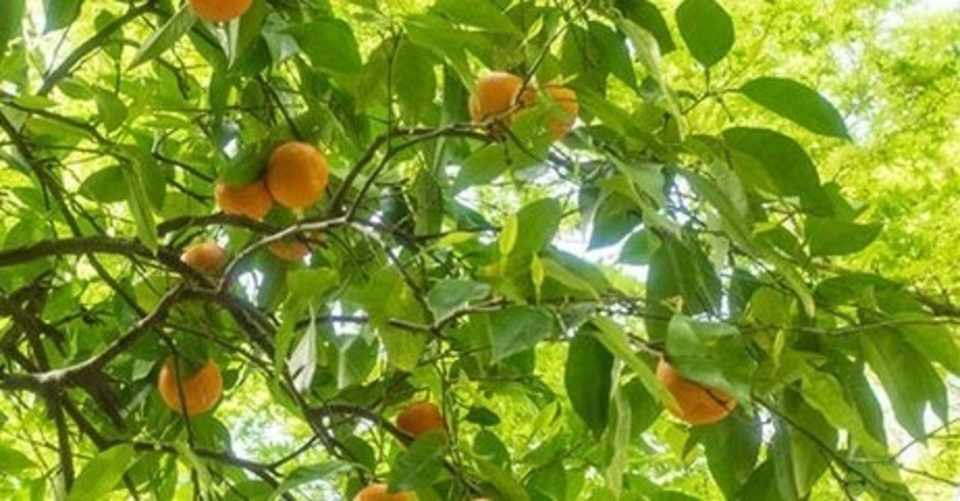 プチグレン エッセンシャルオイル 精油のプロフィール Aromaspirit Note