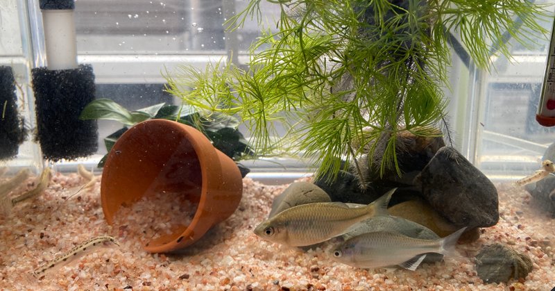 淡水魚飼育 の新着タグ記事一覧 Note つくる つながる とどける