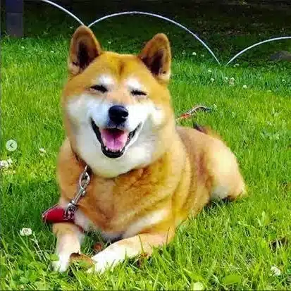 犬の図書委員🐕