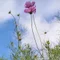 秋桜