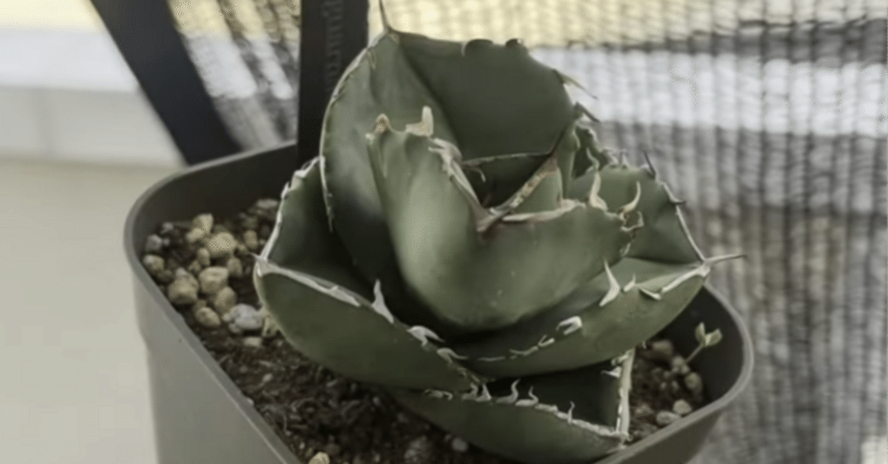 アガベ界隈」と育成の難しさ｜てげてげ人生isso bizarre-planet