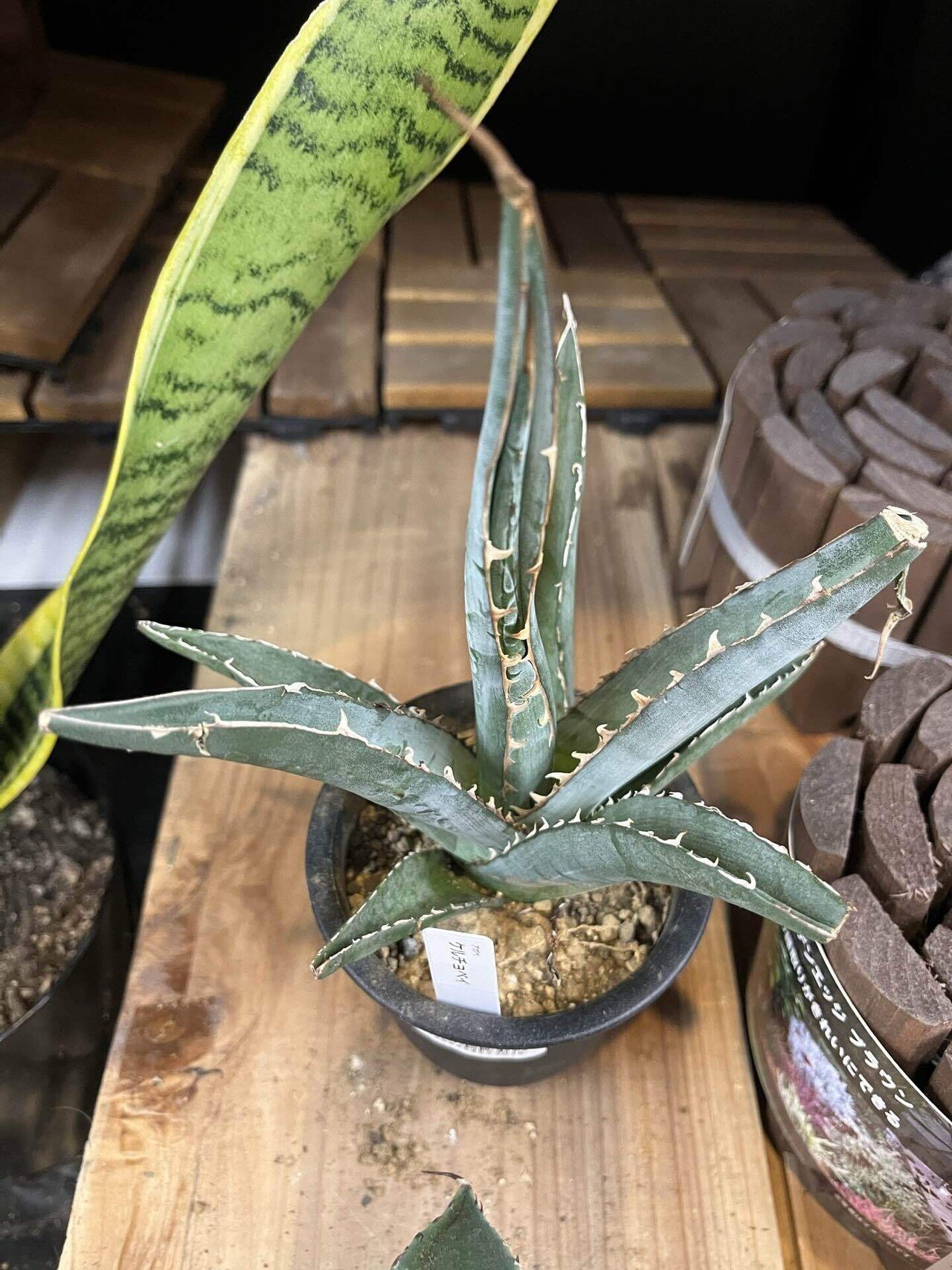 アガベ界隈」と育成の難しさ｜てげてげ人生isso bizarre-planet