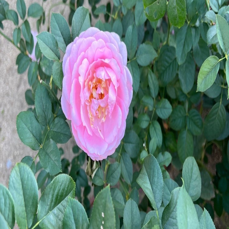 🇺🇸スヴニール・ドゥ・ルイ・アマード（Souvenir de Louis Amade