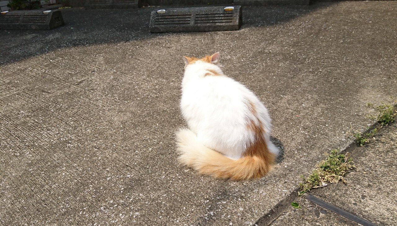 2020/05/05 (火) ご近所の猫達｜riko｜note