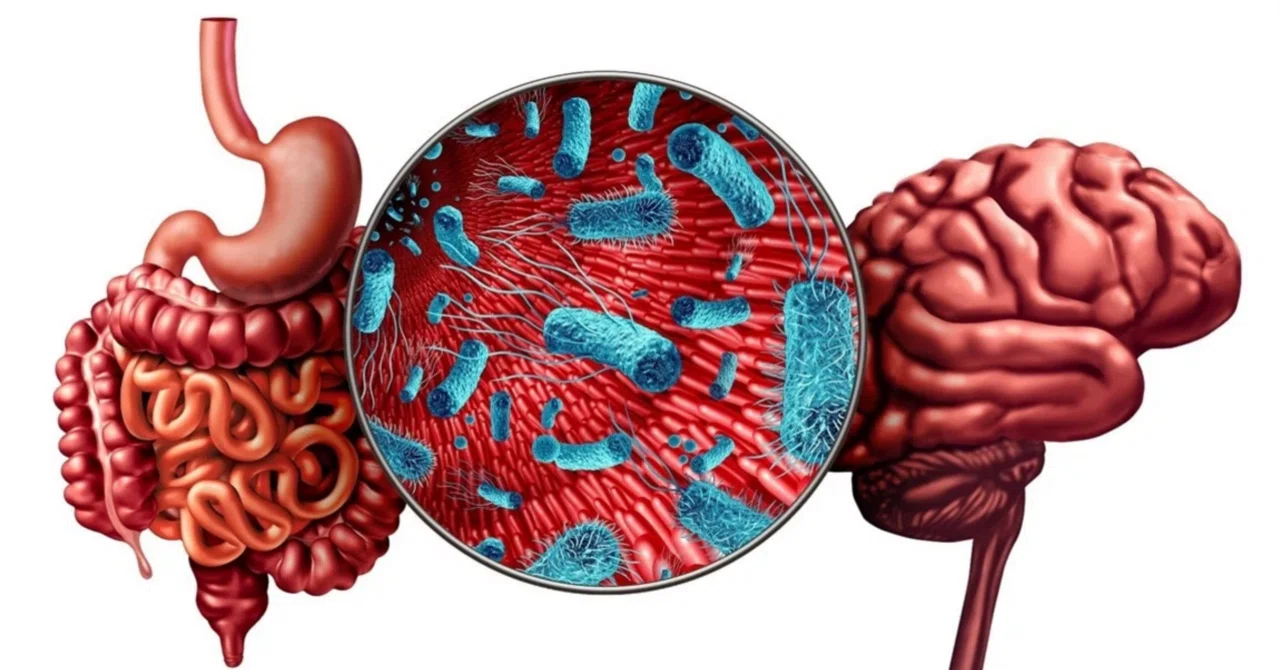 最新｜腸–脳–皮膚軸：食事と腸の健康がいかに気分、皮膚、老化に影響を与えるか