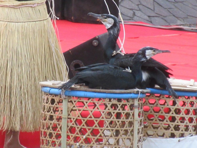 園館等訪問ルポ 鵜飼をめぐる冒険 おもしろうて やがてかなしき 後編 おらんうーたんになりたい Note