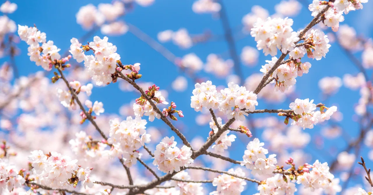Things parents should know when having their children take the Eiken ...