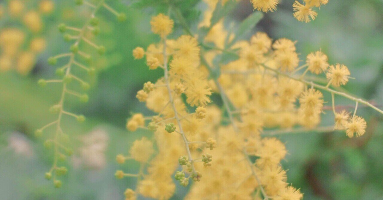 ミモザ。｜tokuchan1218