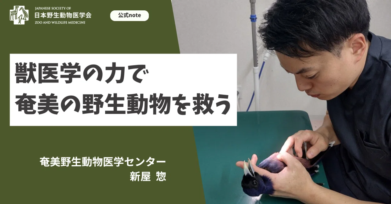 獣医学の力で奄美の野生動物を救う【会員活動紹介】｜【公式】日本野生