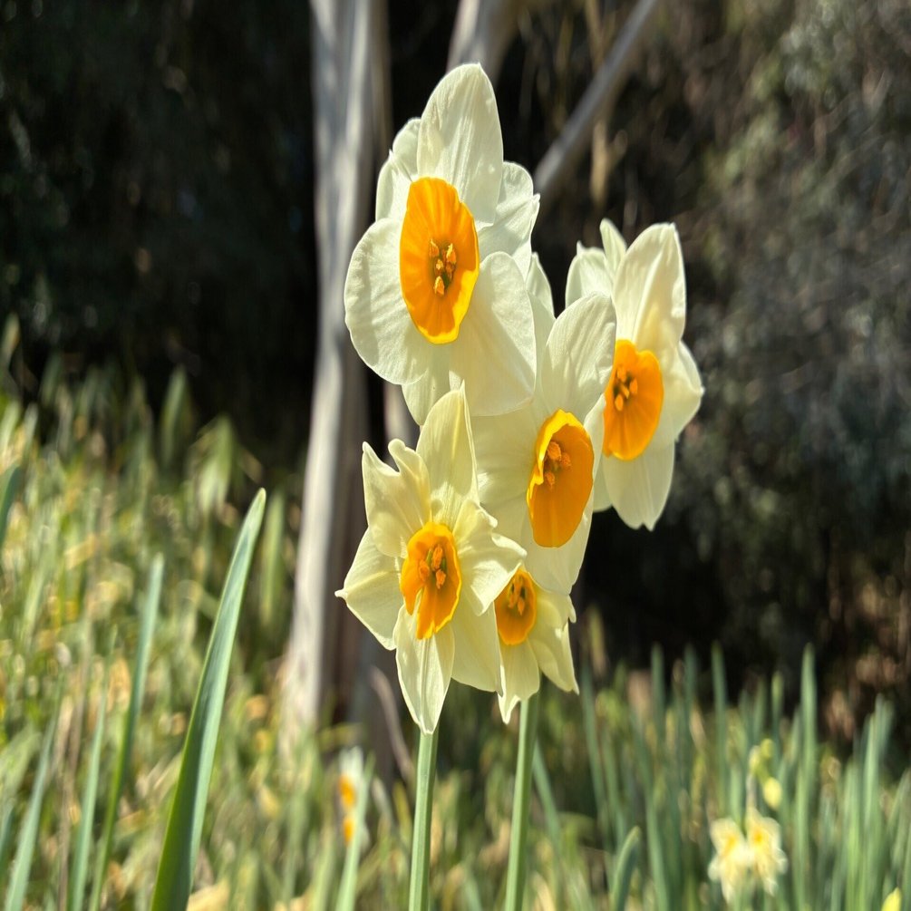 チロルパン「春のつるしかざり」「水仙」 水仙と春の便り｜ゆらり