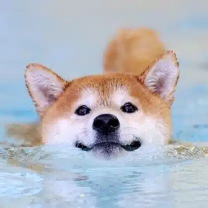 柴ざぶろう