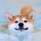 柴ざぶろう