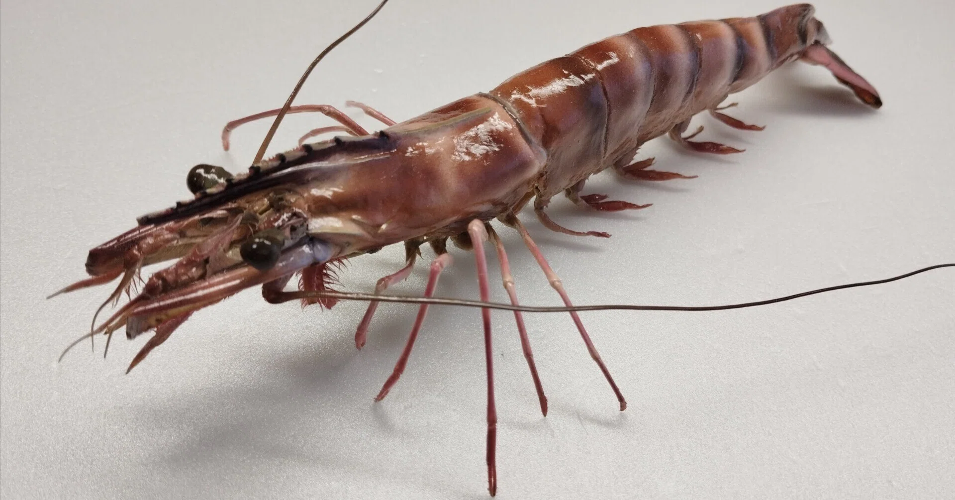 ウシエビの剥製を作ってみた｜魚道部！/ 剥製師 力石眞弘 (ﾁｶﾗｲｼ ﾏｻﾋﾛ)