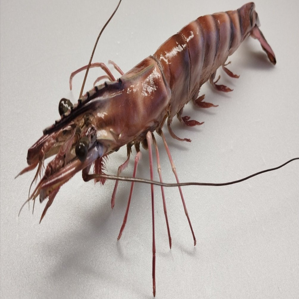 エビの剥製 イセエビ剥製 | 魚道部！のブログ ～とある剥製師のひとり言～