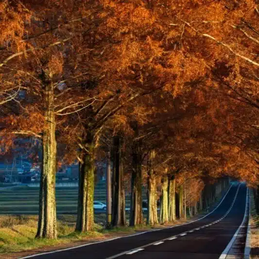 現役仲人秋の紅葉
